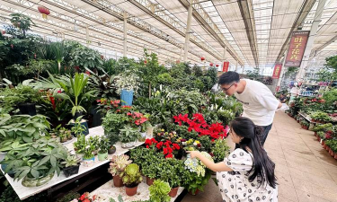 家庭养花用生根粉