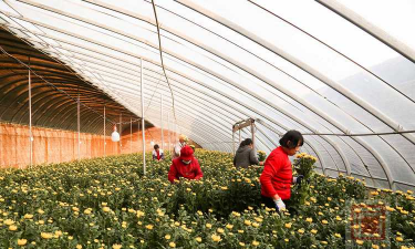 家庭养花用生根粉