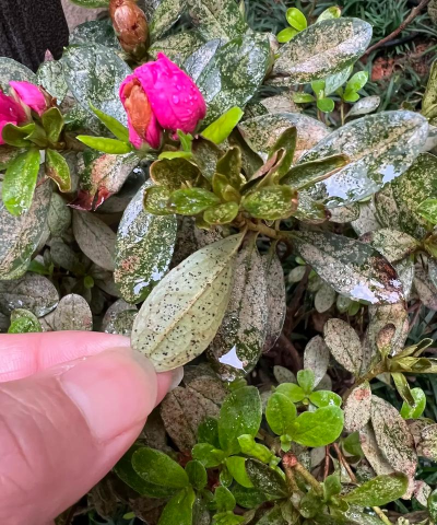 杜鹃军配虫防治方法--杜鹃病虫害防治