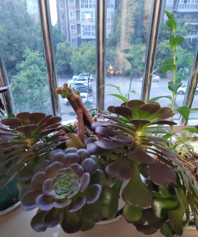 家庭养花用生根粉