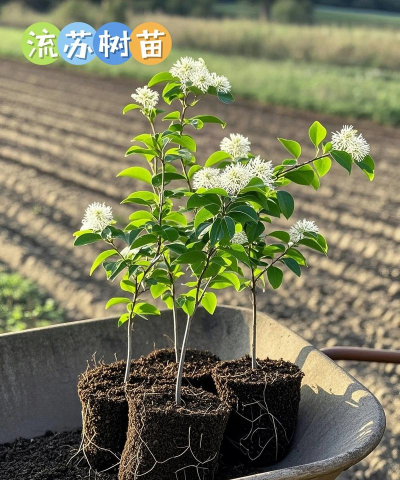 流苏树用什么肥料