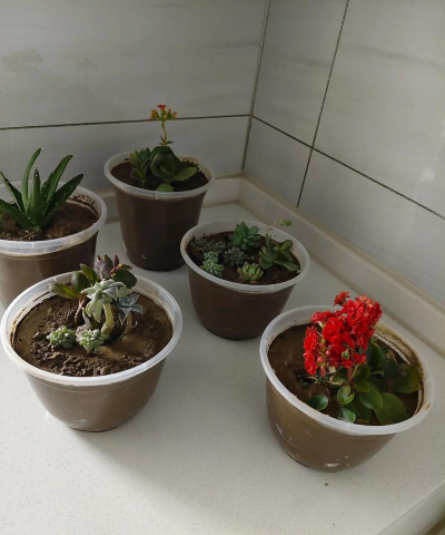 家庭养花用生根粉