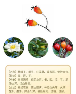 金樱子属于什么木本吗