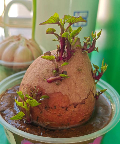 家庭养花用生根粉