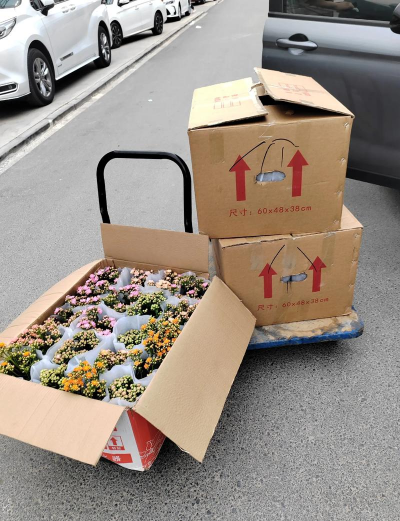 家庭养花用生根粉