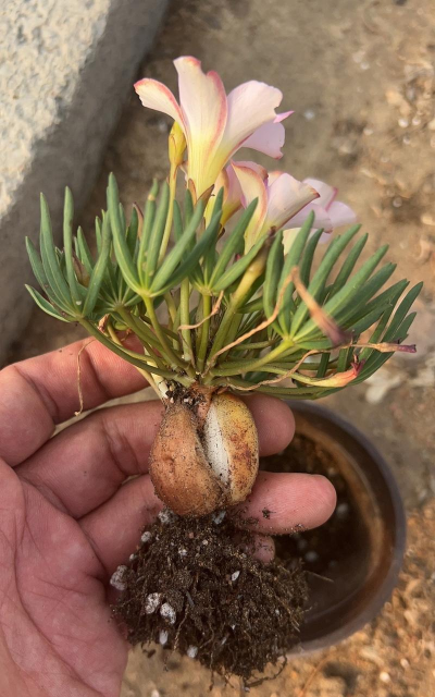 家庭养花用生根粉