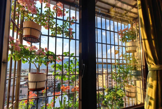 家庭养花用生根粉