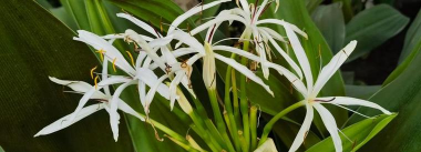 文殊兰叶斑病的防治方法