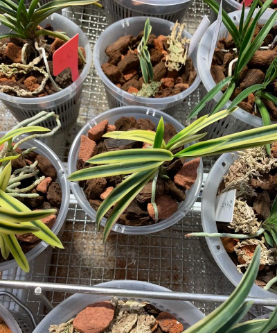 日本风兰怎么养殖