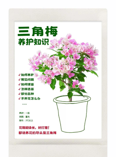 家庭养花用生根粉