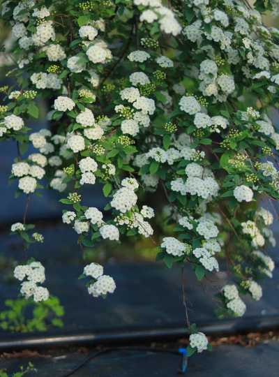 绣线菊什么时候修剪