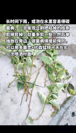 家庭养花用生根粉