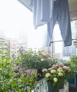 家庭养花用生根粉