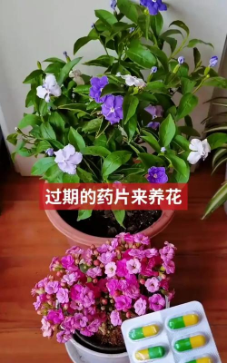 家庭养花用生根粉