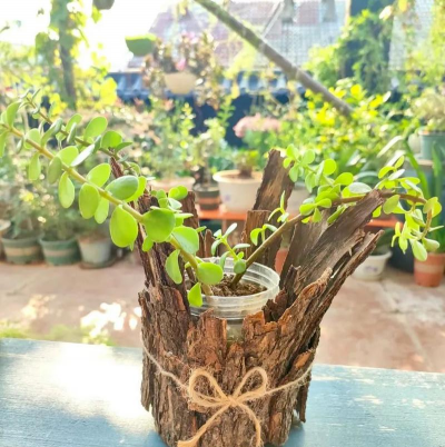 家庭养花用生根粉