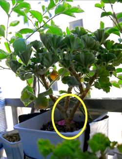 家庭养花用生根粉