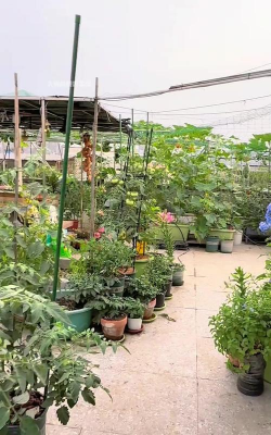 家庭养花用生根粉