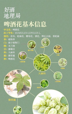 啤酒花的病虫害防治方法