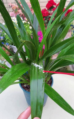 家庭养花用生根粉