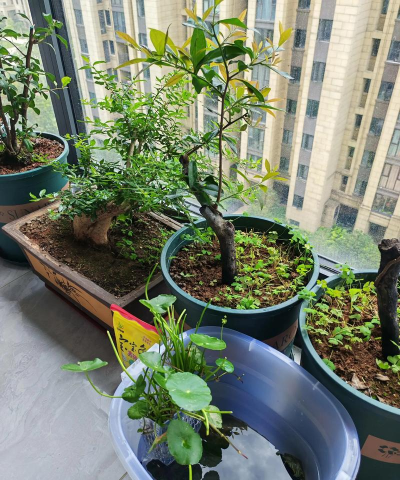 家庭养花用生根粉