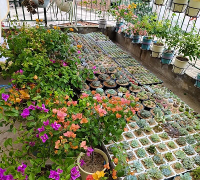 家庭养花用生根粉