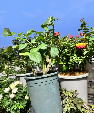 家庭养花用生根粉