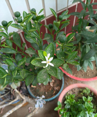 家庭养花用生根粉