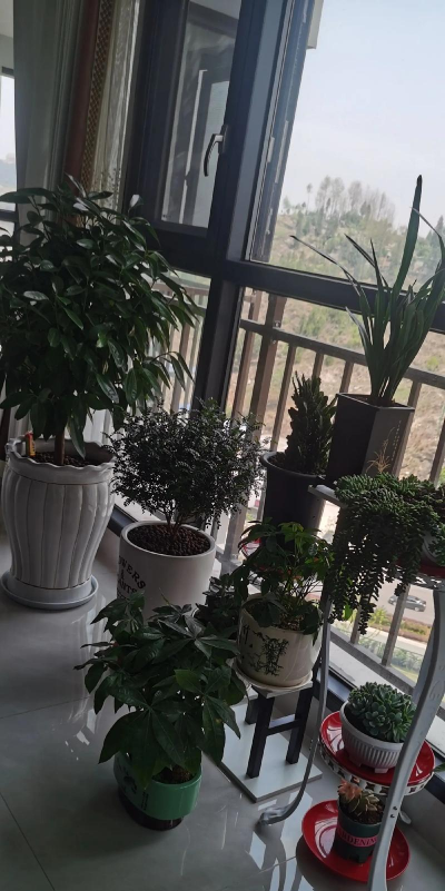 家庭养花用生根粉