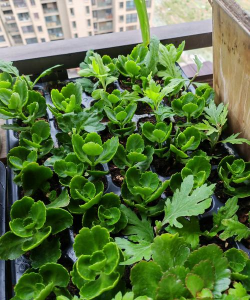 家庭养花用生根粉