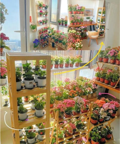 家庭养花用生根粉