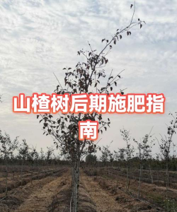 室内山楂树如何施肥