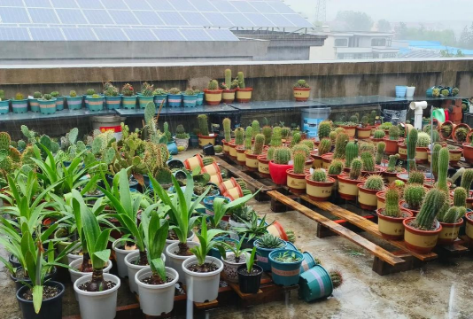 家庭养花用生根粉