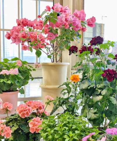 家庭养花用生根粉