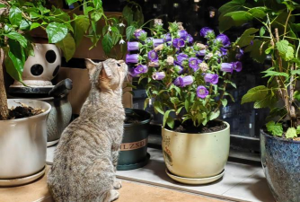 家庭养花用生根粉