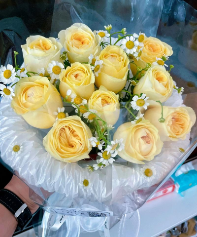 奶油杯玫瑰养花