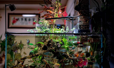 家庭养花用生根粉