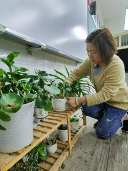 家庭养花用生根粉