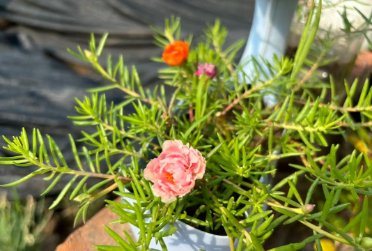 家庭养花用生根粉