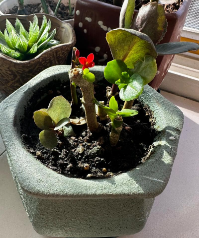 家庭养花用生根粉