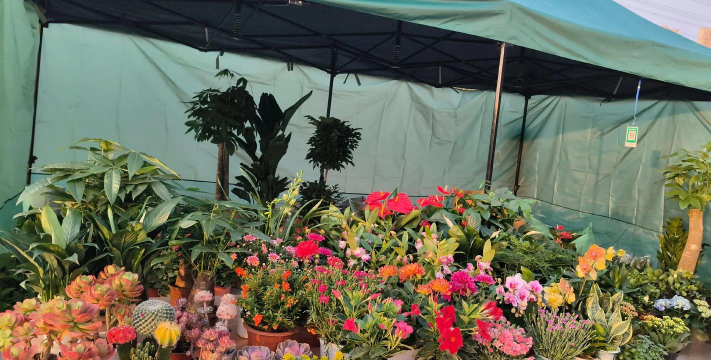 家庭养花用生根粉