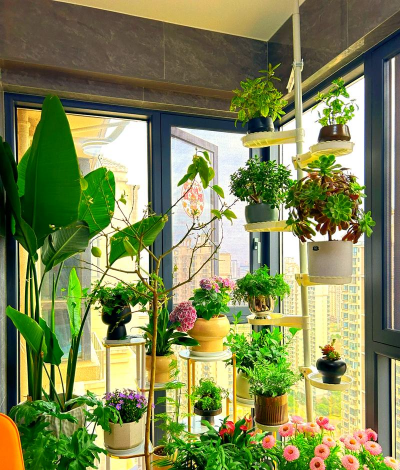 家庭养花用生根粉