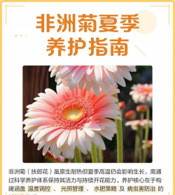 非洲菊适合什么温度