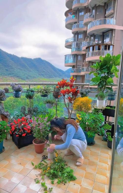 家庭养花用生根粉