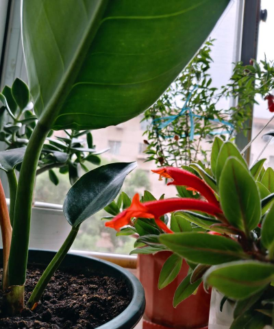 家庭养花用生根粉