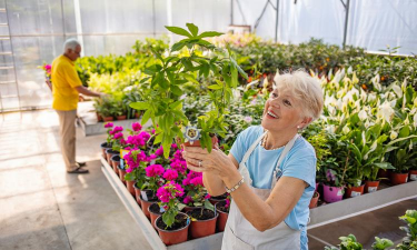家庭养花用生根粉