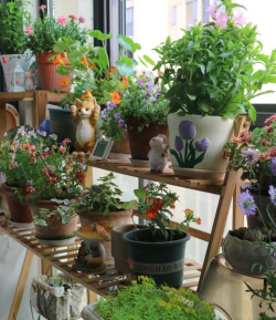 家庭养花用生根粉