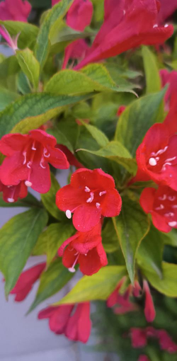 红色枝条水养花