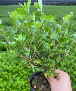 种植夏鹃花前景如何