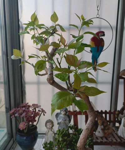 家庭养花用生根粉