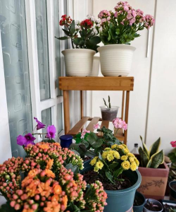 家庭养花用生根粉